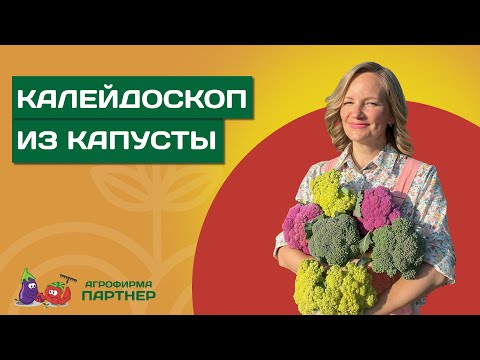 Видео: ОСОБЕННОСТИ ВЫРАЩИВАНИЯ ЦВЕТНОЙ КАПУСТЫ И БРОККОЛИ