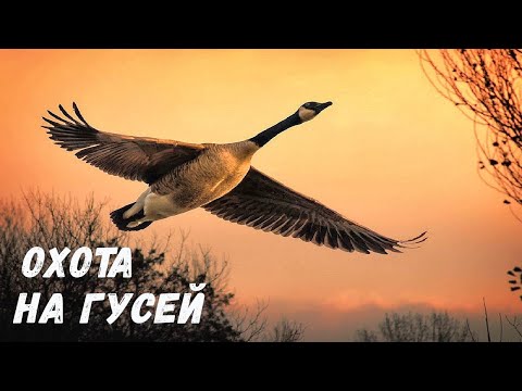 Видео: Охота на ГУСЕЙ с СОБАКОЙ.  Добыл Благородного ОЛЕНЯ.  Шикарная ЛАНЬ # 147