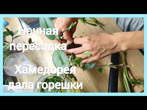 Видео: Высадка черенков в грунт|Ночная пересадка и мой бубнеж|часть 2|Хедера дала корешки