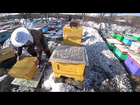 Видео: КАК ПРОШЛА ЗИМОВКА ПЧЁЛ В УЛЬЯХ ППУ НА ВОЛЕ С СЕТЧАТЫМ ДНОМ.