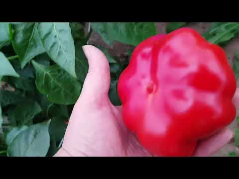 Видео: Перец Кленик. Случайный гость с канала Hobby минчанки. Спасибо случаю. 2025г