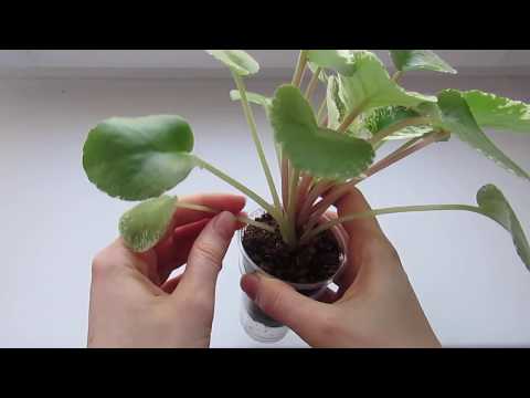 Видео: ЕСЛИ ФИАЛКА БОЛТАЕТСЯ! ВЫТЯНУВШИЕСЯ ФИАЛКИ!