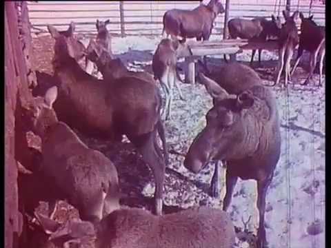 Видео: Фильм "В Уральском заповеднике" (реж. Заплатин М.А., 1975 г.)