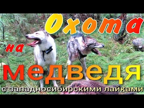 Видео: Охота на медведя парой западносибирских лаек небольшой медведь лучшее для знакомства и срабатывания