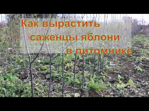 Видео: Как вырастить яблоню на клоновом подвое.