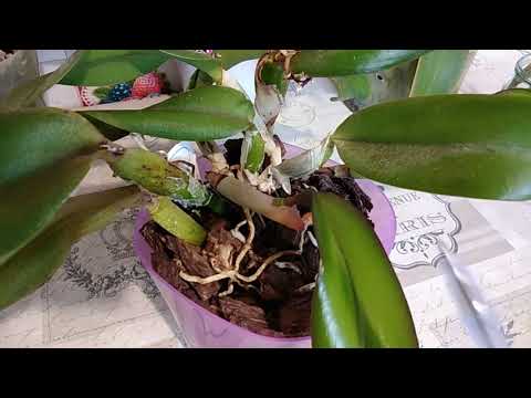 Видео: ОРХИДЕЯ КАТЛЕЯ, РАЗМНОЖЕНИЕ В ВОДЕ. REPRODUCTION OF ORCHID OF CATLEA IN WATER.