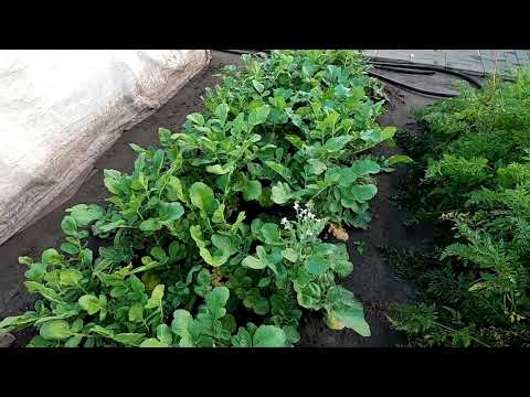 Видео: Почему зацвел дайкон, и что делать?