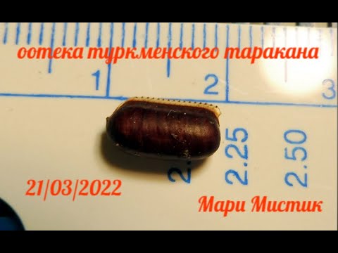 Видео: Инкубация оотеки туркменского таракана 21/03/2022 года / Кормовые насекомые разведение / Агамы ящер
