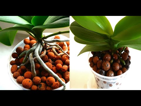 Видео: ПОЧЕМУ СОХНУТ КОРНИ Орхидеи Фаленопсиса?