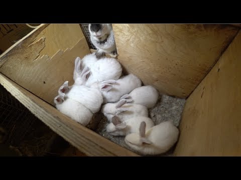 Видео: МИКС КРОЛИКОВ: КАЛИФОРНИЯ - БЕЛЫЙ ВЕЛИКАН