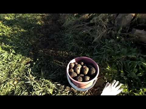 Видео: Пашем огород на самодельном тракторе