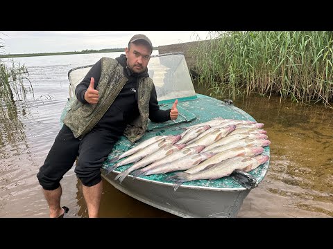 Видео: ОТЛИЧНЫЙ КЛЕВ СУДАКА НА ЛАДОГЕ В ИЮЛЕ | УТРЕННЯЯ ЗОРЬКА ПРИНЕСЛА ОЧЕНЬ МНОГО РЫБЫ | ТРОЛЛИНГ