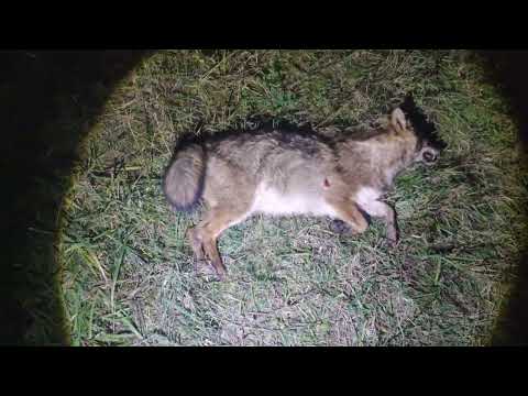 Видео: ОХОТА НА ПРИВАДЕ