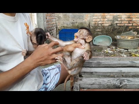 Видео: Вот как выглядит дикая обезьяна, которую совсем не дрессировали.