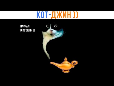 Видео: КОТ-ДЖИН ))) | Приколы с котами | Мемозг 1524