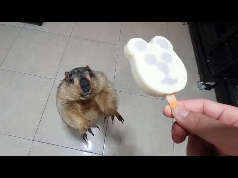 Видео: ущипнуть сурка за щеки я должен дать ему мороженое