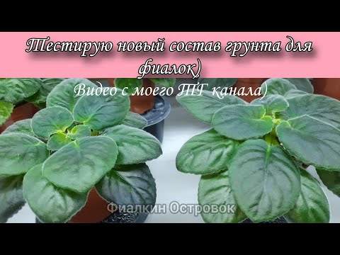 Видео: Тестирую новый состав грунта для фиалок) Видео с моего ТГ канала.