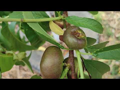 Видео: Инжирные нектарины,Донат и Концетина. Что лучше?