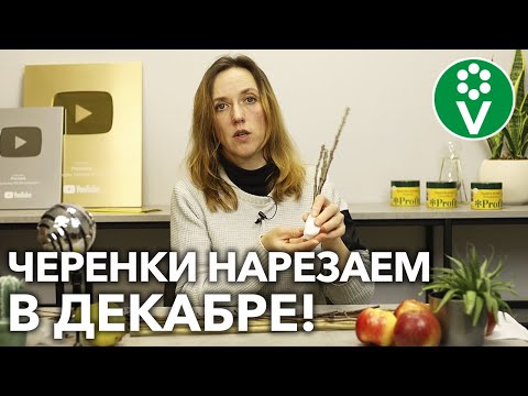 Видео: ПРИГОДИТСЯ КАЖДОМУ САДОВОДУ! Как заготовить и сохранить ЧЕРЕНКИ для весенней прививки?