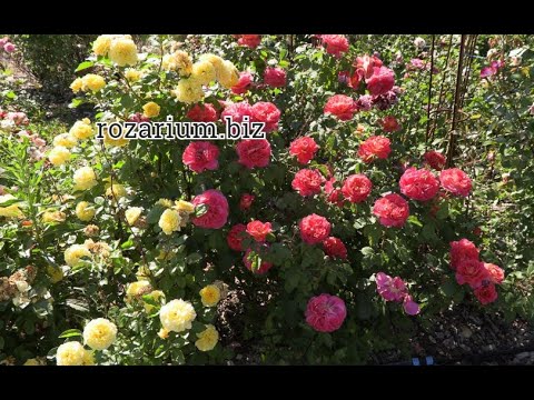 Видео: начало цветения забора из роз ,  питомник роз полины козловой rozarium.biz