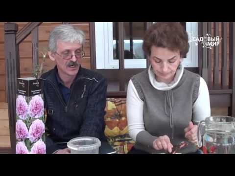 Видео: Как сажать пионы из коробки