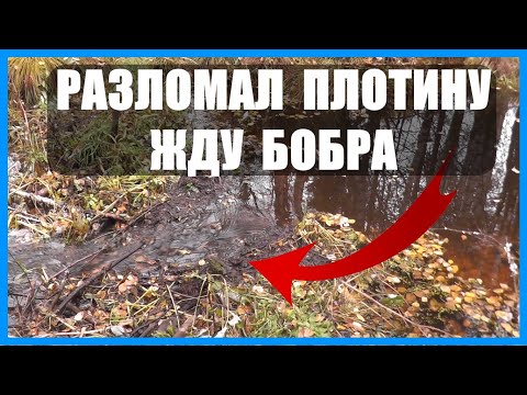 Видео: РАЗЛОМАЛ ПЛОТИНУ БОБРОВ. УСТАНОВИЛ ФОТОЛОВУШКИ. Жду когда придут ремонтировать. ОХОТА НА БОБРА (ч.1)