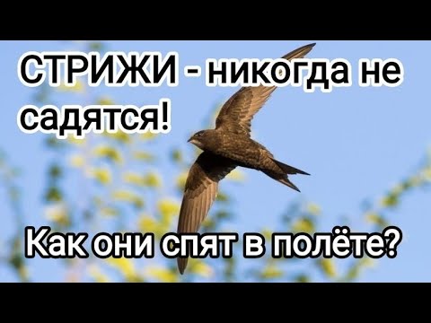 Видео: Чёрные стрижи: Птицы, которые НИКОГДА не садятся! Удивительные факты, о которых вы не знали!