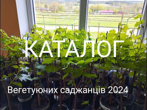 Видео: Виноградник Бойка Павла. Розпродаж черенків сортів винограду. ОГОЛОШЕННЯ‼️‼️‼️