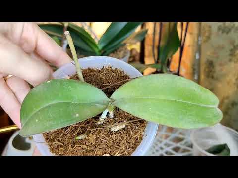 Видео: Всего 3 ТАБЛЕТКИ Смешай и ПОЛУЧИШЬ ЛУЧШИЙ СТИМУЛЯТОР ОРХИДЕЙ