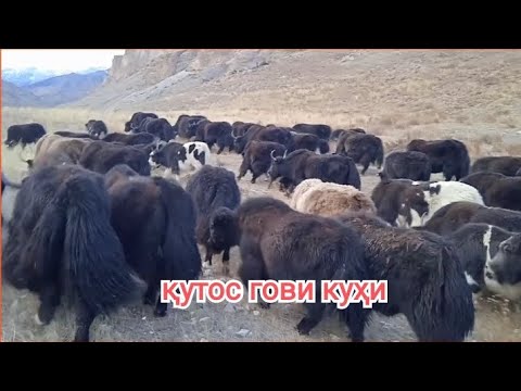 Видео: кутос гови куҳи дар вахти тирамо