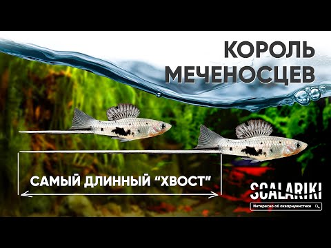 Видео: Короли меченосцев. Самый длинный хвост. #Меченосец монтесумы / Xiphophorus montezumae