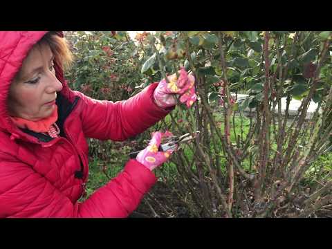 Видео: Подготовка Роз к Зиме. Часть 5. Super Grand Amore