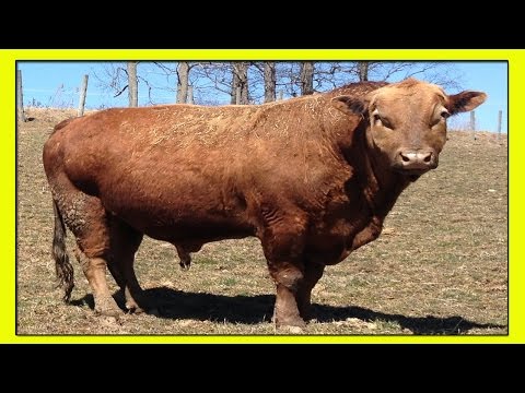 Видео: Бифало – многопородный сложный гибрид домашней коровы и американского дикого бизона.