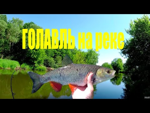 Видео: ОГРОМНОЕ количество ГОЛАВЛЯ/Ловля ГОЛАВЛЯ на реке/Рыбалка в Беларуси 2022