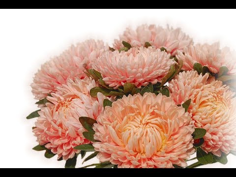 Видео: "Хризантелла". Лучшая срезочная сортосерия Астры китайской