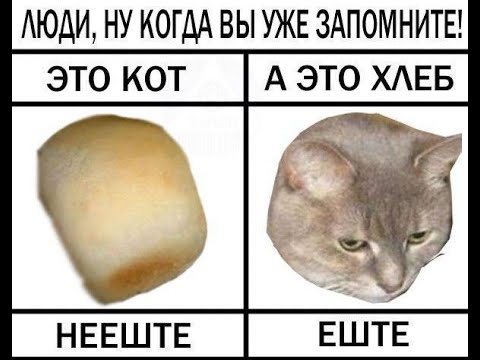 Видео: Я собрал все видео с котами у себя на телефоне и добавил в одно видео