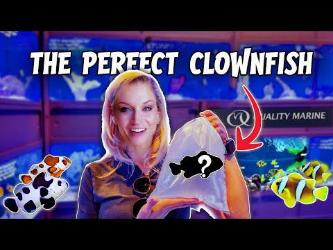 Видео: Поиск идеальной пары рыб-клоунов | Центр разведения морских рыб QUALITY MARINE