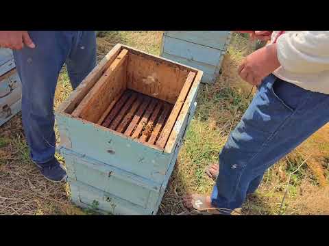 Видео: 918853604 акаи Рустам. Асал аз гулҳои кӯҳсорҳои Зидди, ноҳияи Варзоб. Асали беҳтарин.