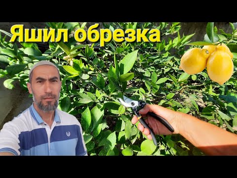 Видео: Лимон обрезкаси. Зелёний обрезка