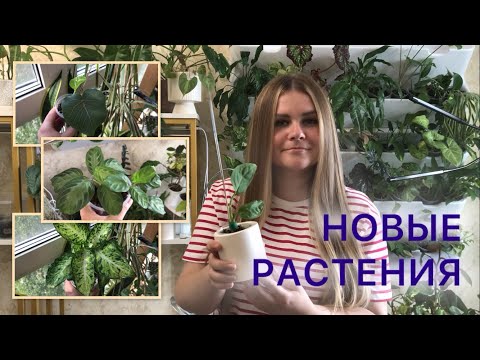 Видео: НОВИНКИ в моей коллекции РАСТЕНИЙ #комнатныерастения #монстера #алоказия #маранта #фикус
