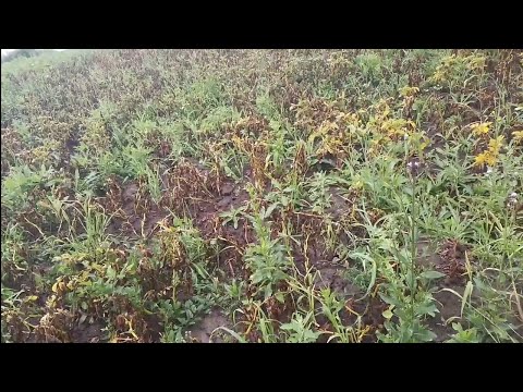Видео: Фитофтороз уничтожает урожай картошки. Сорта картошки устойчивые к фитофторозу.