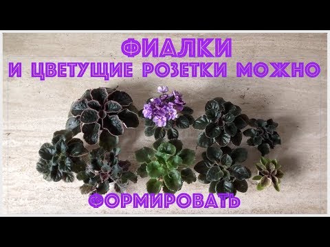 Видео: ФИАЛКИ. Формирование розеток.