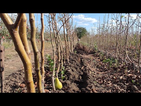 Видео: Ще трохи про саджанці.