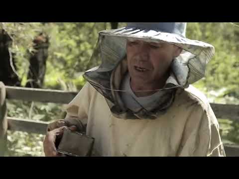 Видео: БУРЗЯНСКАЯ ПЧЕЛА