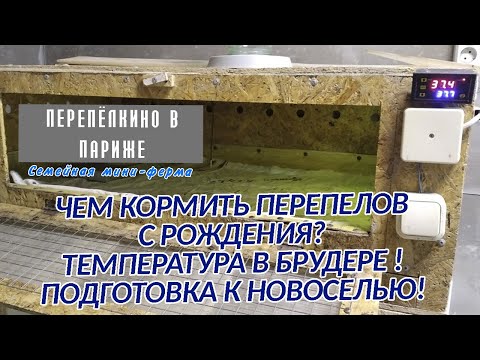 Видео: КОРМ и ТЕМПЕРАТУРА В БРУДЕРЕ ПОДГОТОВКА К НОВОСЕЛЬЮ