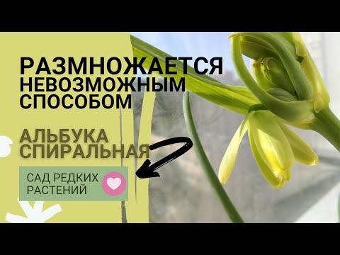 Видео: Размножение альбуки спиральной цветоносом. Как размножается альбука