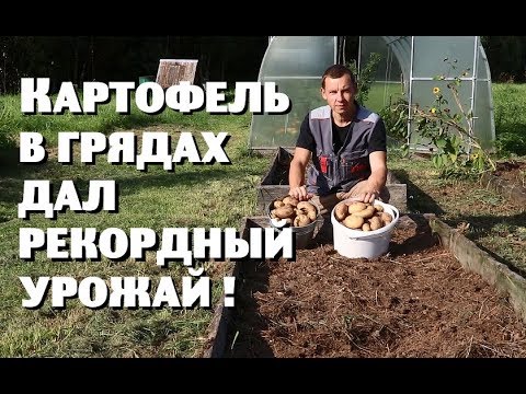 Видео: Картофель в грядах дал рекордный урожай!