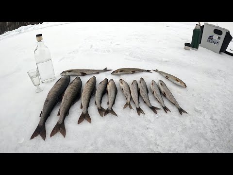 Видео: Рыбалка на Хариуса озеро Онего в Карелии