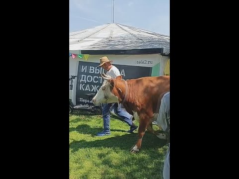 Видео: ЭКСТАТИЧЕСКАЯ ЖИЗНЬ В БУДЕНОВКЕ 2024!