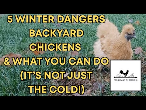 Видео: 5 зимних опасностей для кур на заднем дворе и что вы можете с этим сделать (дело не только в холо...